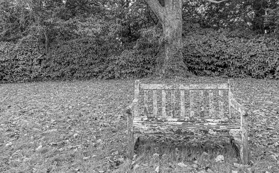 Thursday November 24th (2022) camouflage bench (b+w) align=