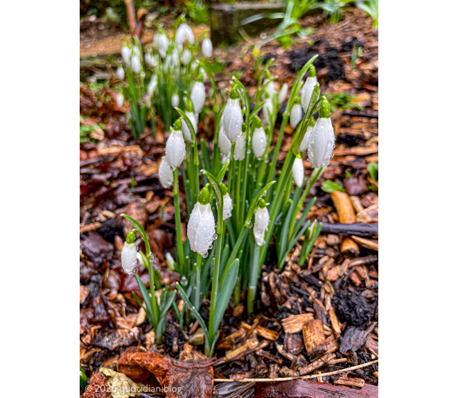 Tuesday January 27th (2026) a pause in the rain