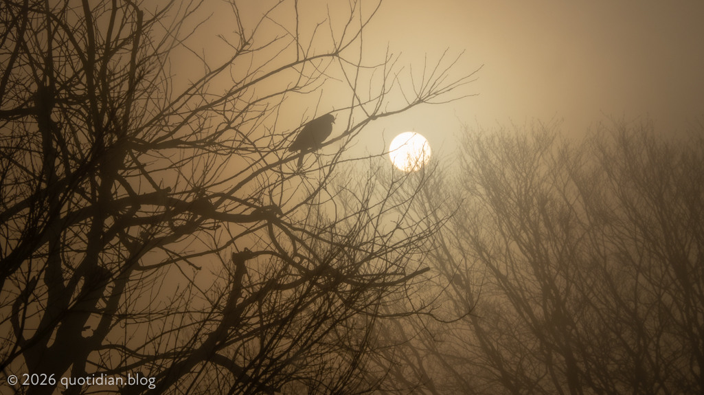 Wednesday February 4th (2026) mist and pigeon