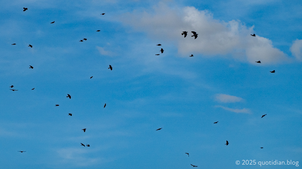 Wednesday September 24th (2025) jackdaws