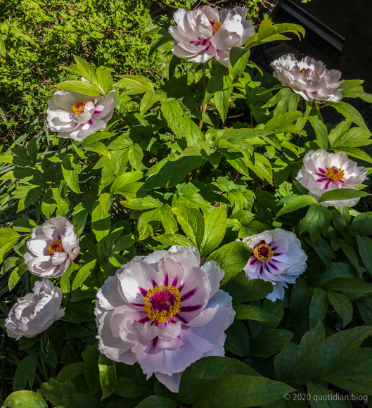 Saturday April 25th (2020) tree peony align=