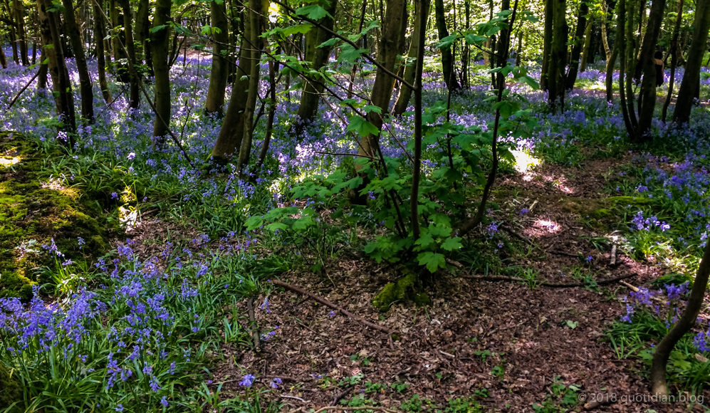 Tuesday May 8th (2018) bluebell time again align=