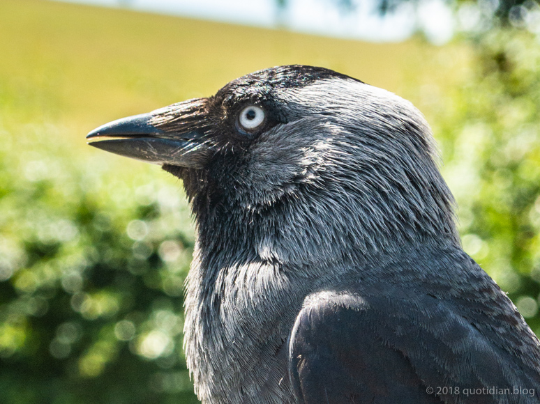 Friday June 22nd (2018) corvid align=