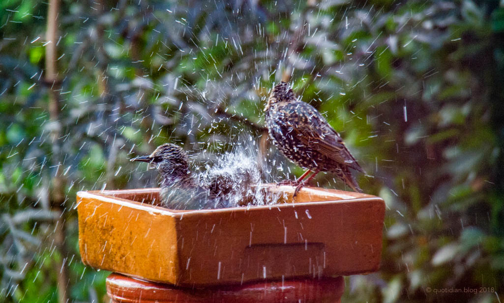 Wednesday October 3rd (2018) starling's bath time align=