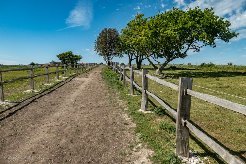 Tuesday May 17th (2022) path through paddocks align=