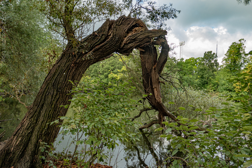 Sunday September 11th (2022) cracked willow align=