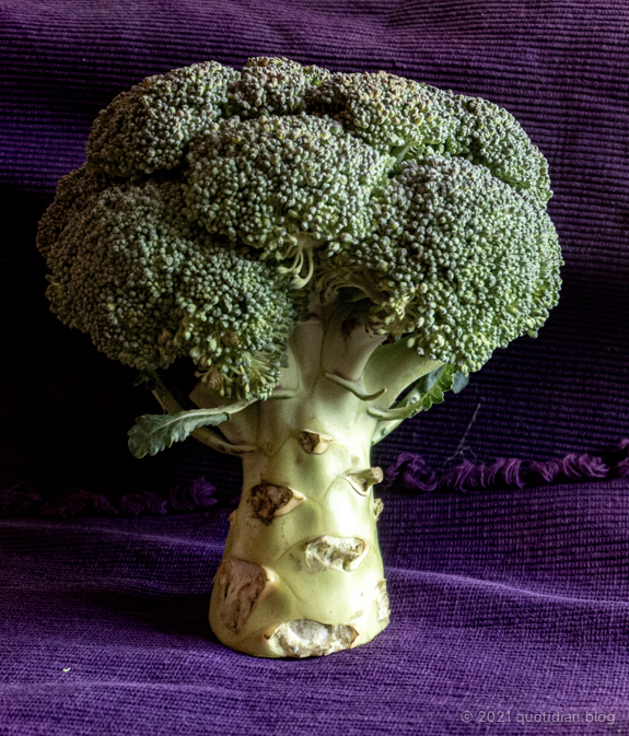 Thursday December 9th (2021) magic broccoli tree align=