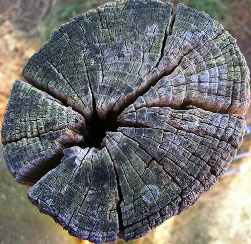 Friday February 3rd (2006) fence post align=