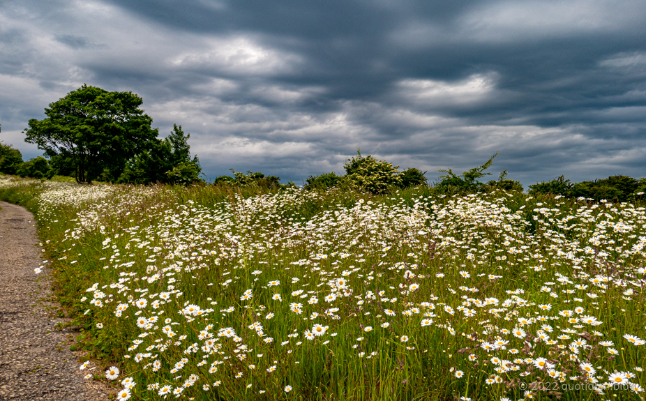 Saturday June 4th (2022) daisies align=