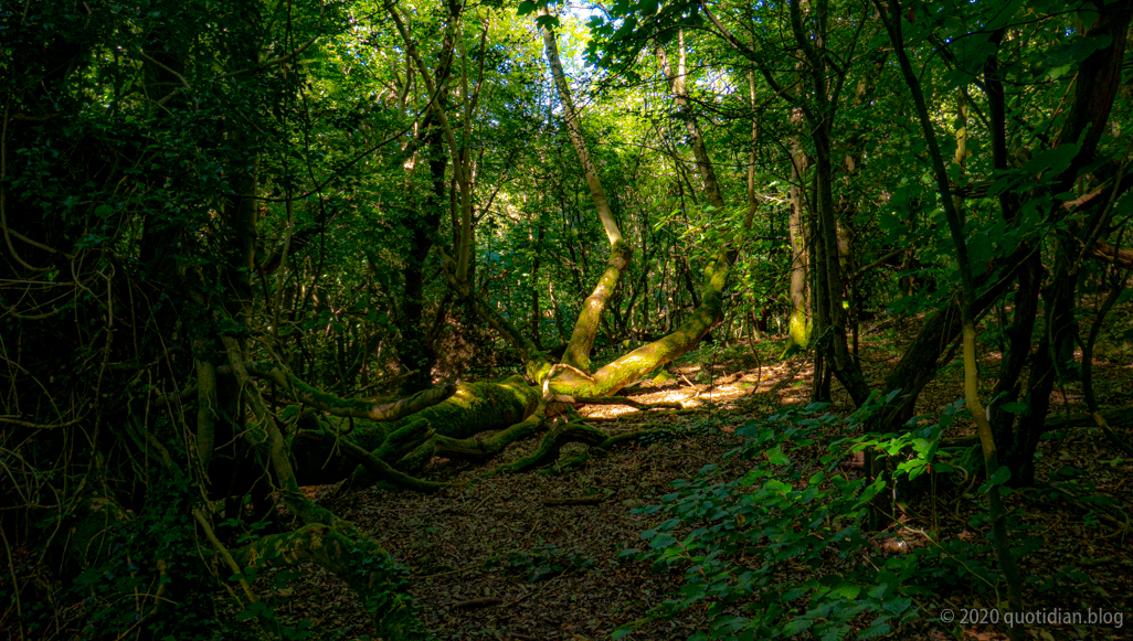 Saturday August 8th (2020) cool woods align=