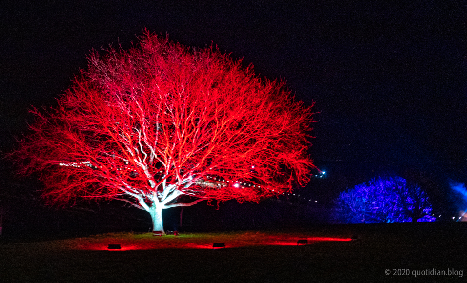 Thursday December 10th (2020) red tree (robin redbreast) align=