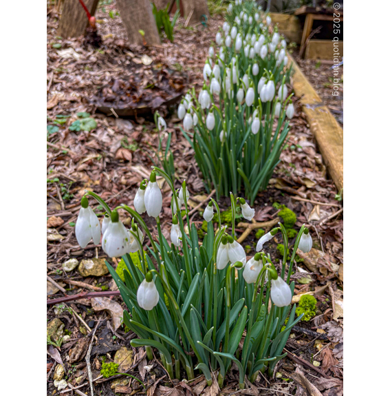 Monday February 10th (2025) cy's snowdrops align=