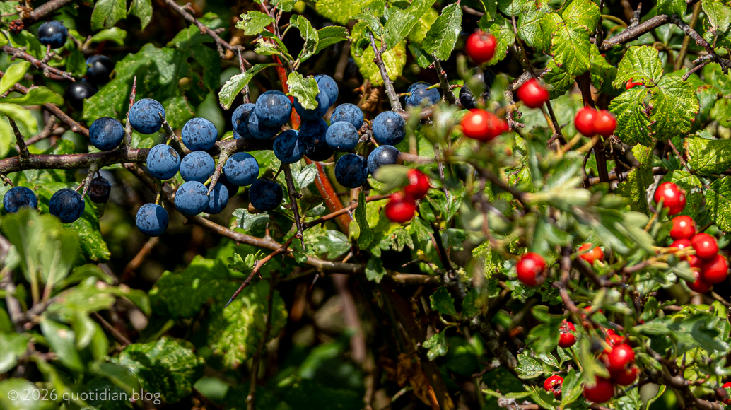 Sunday September 6th (2026) sloe bloom align=