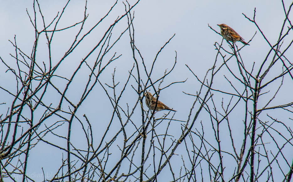 Thursday December 14th (2017) redwings align=