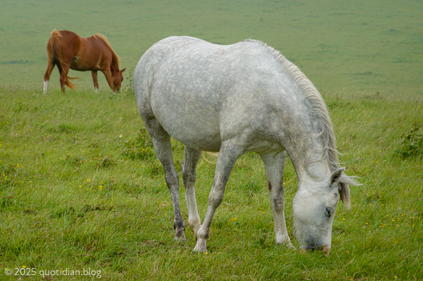 Thursday May 29th (2025) ponies on the downs align=