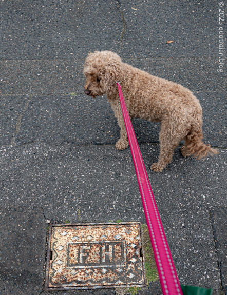Saturday October 11th (2025) walkin' the dog
