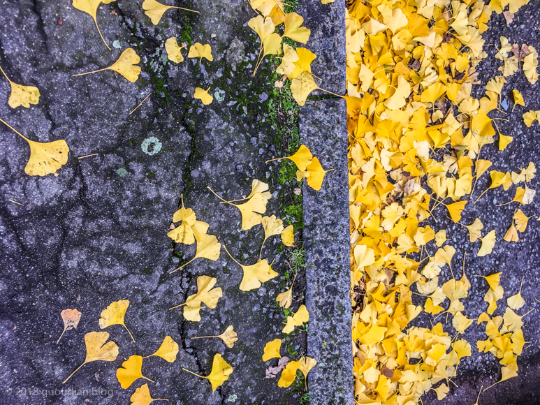 Thursday November 15th (2018) street leaves align=