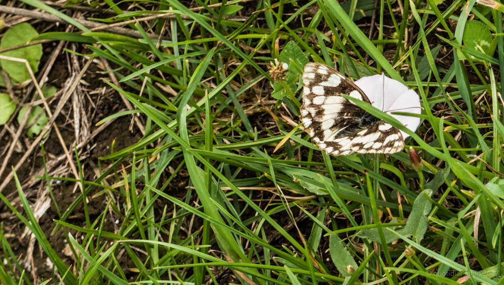 Monday July 24th (2017) marbled white on convolvulus align=