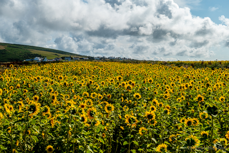 Monday August 5th (2019) sunflowers align=