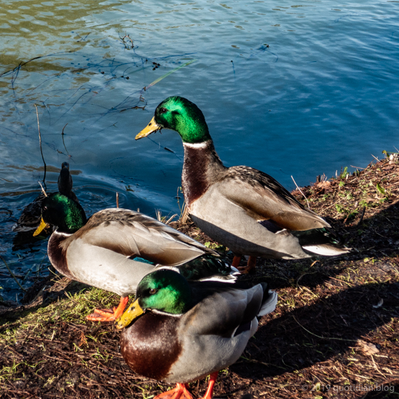 Sunday February 3rd (2019) mallards align=