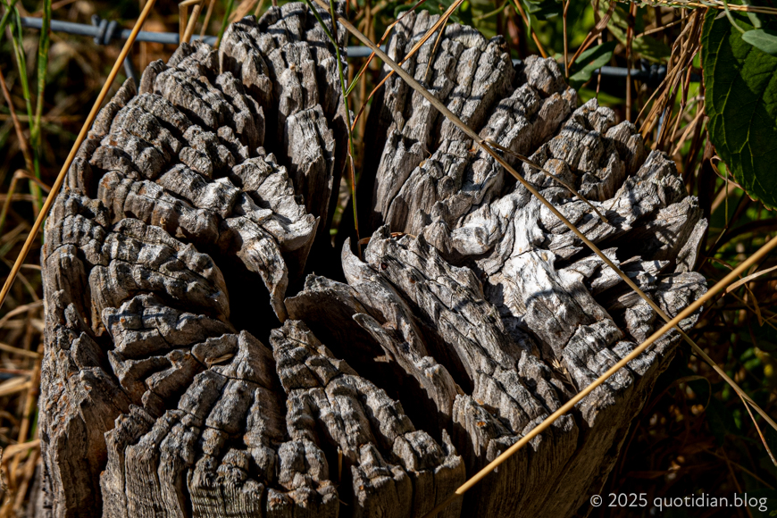 Saturday August 23rd (2025) stump align=