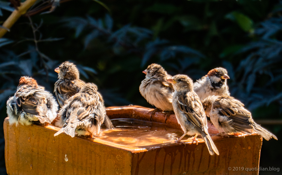 Tuesday August 27th (2019) seven sparrows align=