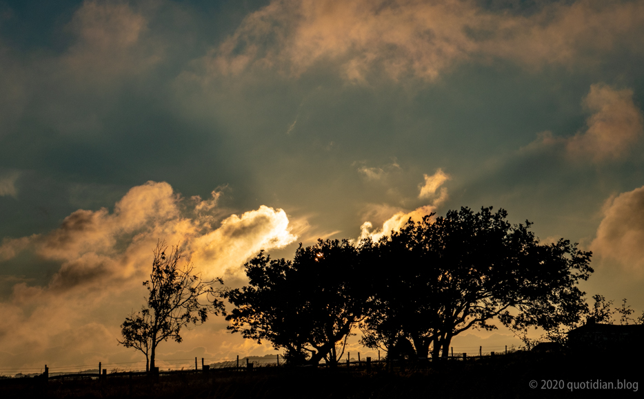 Friday June 19th (2020) sun behind tree align=