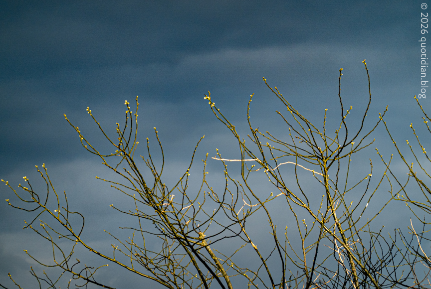 Tuesday March 31st (2026) low sun... new growth align=