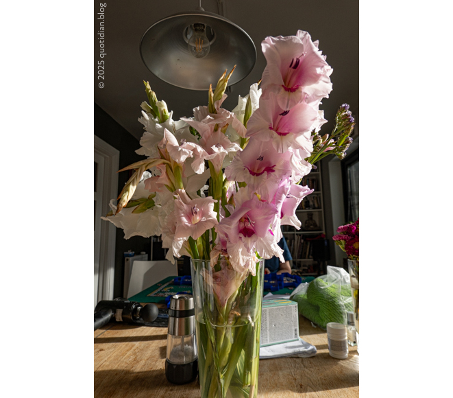 Wednesday August 27th (2025) glads