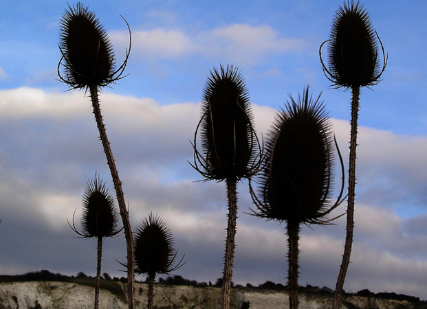 Monday January 23rd (2006) teasels align=