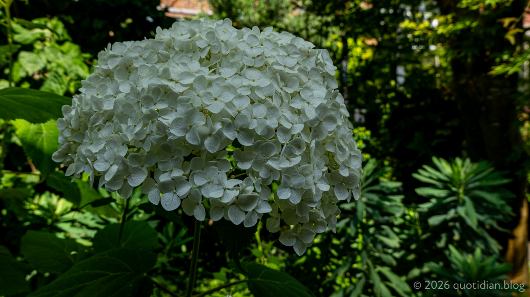 Saturday July 4th (2026) hydrangea
