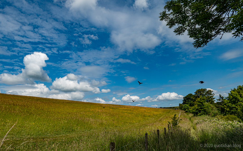 Monday June 15th (2020) landscape with crows align=