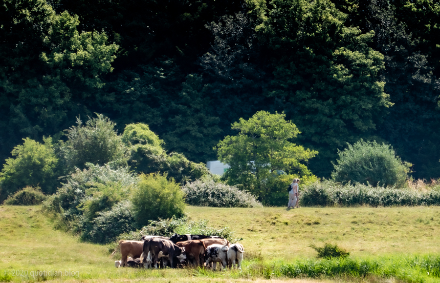 Friday June 26th (2020) cow huddle (not social distancing) align=