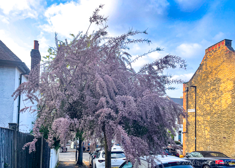 Tuesday May 5th 2026&nbsp;tamarisk tree