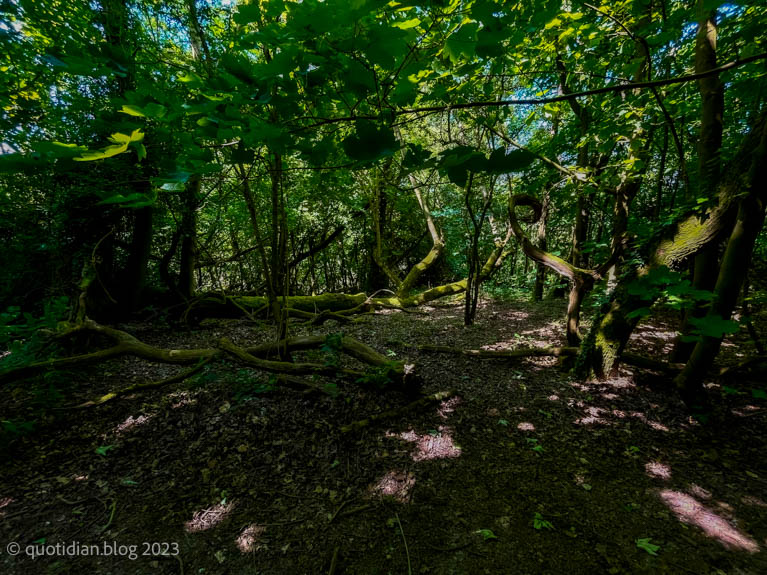 Monday June 5th (2023) the woods were beautiful today align=