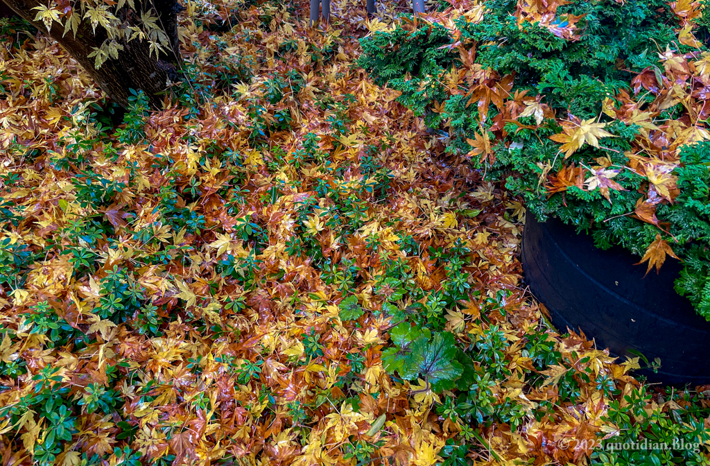 Monday November 6th (2023) wet leaves align=