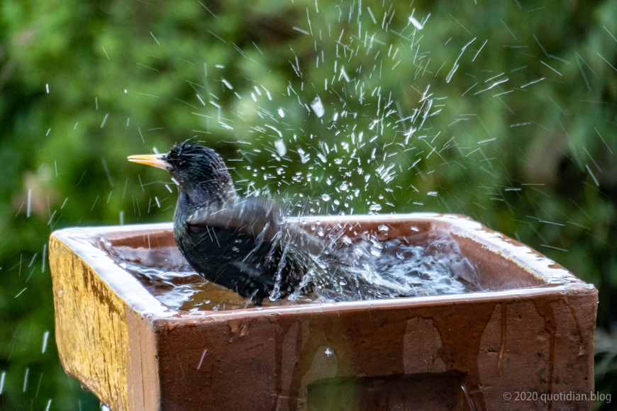 Thursday April 16th (2020) bath time for starling align=