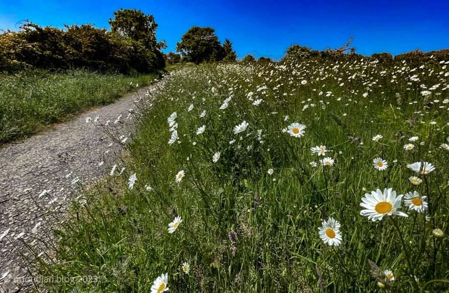 Sunday June 4th (2023) daisies on the motor road align=