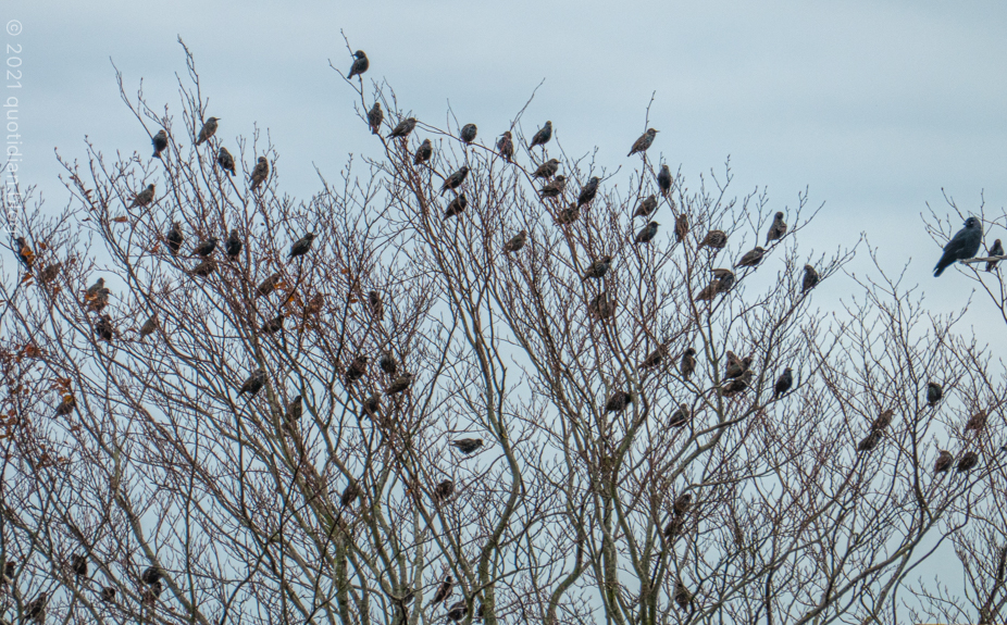 Wednesday November 10th (2021) starlings align=