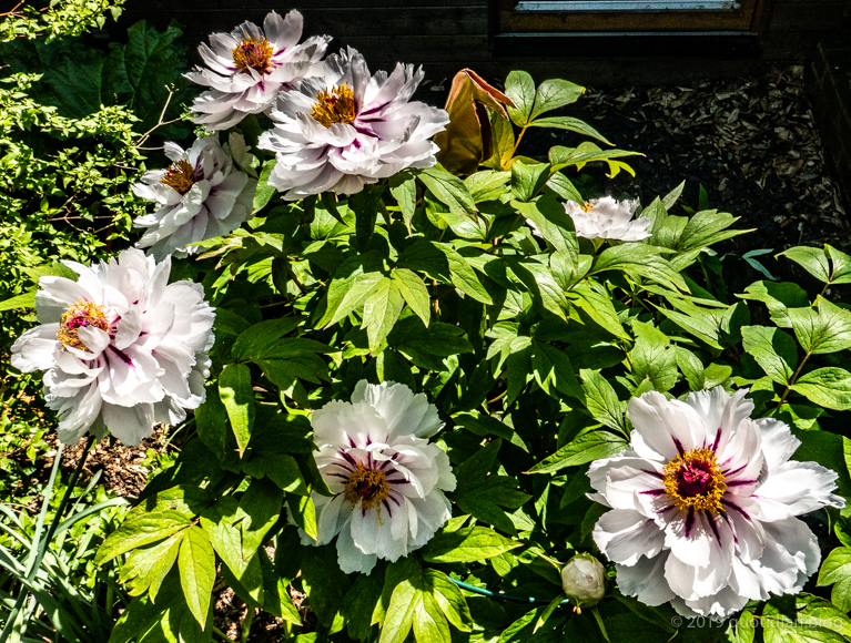 Monday April 29th (2019) tree peony<i> (paeonia)</i> align=