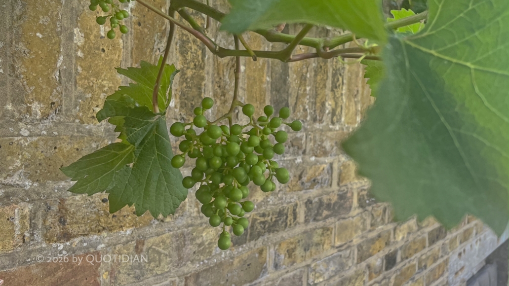 Wednesday July 8th (2026) baby grapes