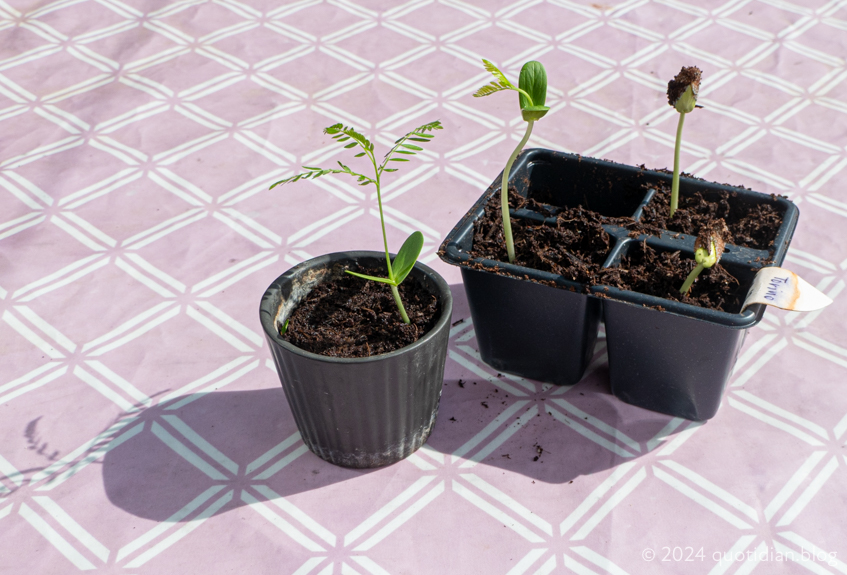 Monday July 1st (2024) seeds from turin align=