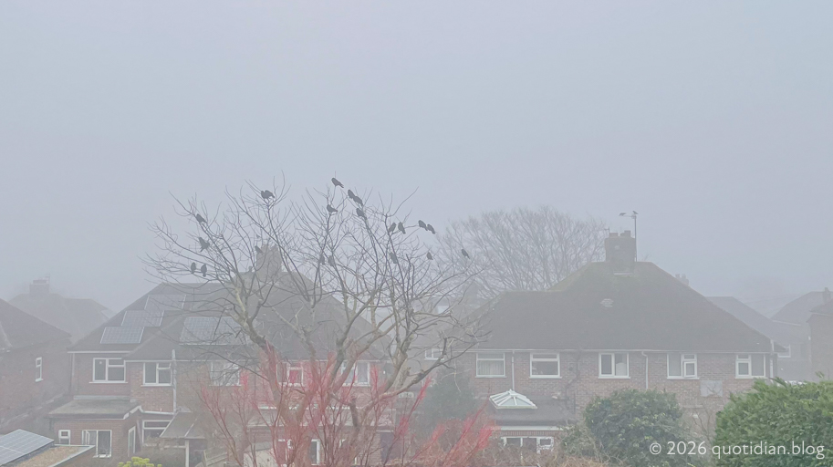 Saturday March 7th 2026&nbsp;misty corvids