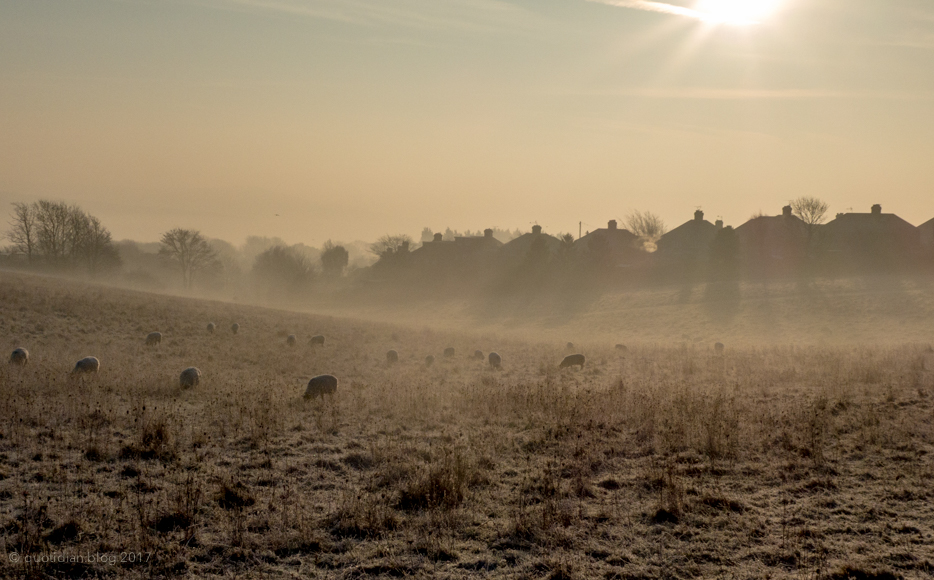 Monday January 23rd (2017) frosty sheep align=