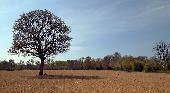 Tue 7th<br/>ploughed field