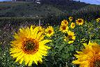 Sun 28th<br/>sunflowers in the cuckmere valley