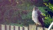 sparrowhawk (2)