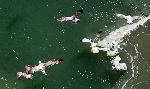 Mon 19th<br/>gulls