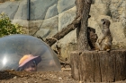 Tue 19th<br/>meerkat bubble