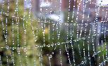 season of spiders